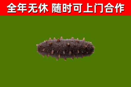 开江回收海参干